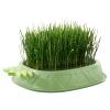 Hydroponic Cat Grass Planter view 1