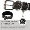 FAVPET Luxury Genuine Leather Greyhound Collar with QR Code Tag, Wide Soft Leather, Gray, M view 3