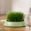 Yianyal Soilless Cat Grass Growing Kit, Pineapple Design view 3
