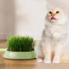 Janurium Cat Grass Planter for Indoor Cats view 2