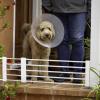 Short Retractable Dog Gate, Low Safety Gate view 2
