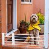 Short Retractable Dog Gate, Low Safety Gate view 3