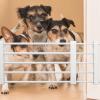 Short Retractable Dog Gate, Low Safety Gate view 4