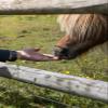 Boomy Horse Treats - Sugar-Free Carrot Ring - 1 kg (Regular, Garlic) view 4