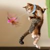 Cat Feather Collar Toy view 3