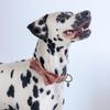 Designed by Lotte Zaza Dog Collar, Velvet, Pink, 12x7x2 view 2