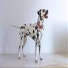 Designed by Lotte Zaza Dog Collar, Velvet, Pink, 12x7x2 view 3