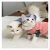 Cat Clothing for Hairless Cats, High-Collar Sweater view 3
