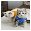 Cat Clothing for Hairless Cats, High-Collar Sweater view 4