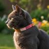 JACK AND VANILLA Ibiza Dog Collar, Pink, 30 mm x 55 cm view 2