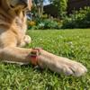 JACK AND VANILLA Ibiza Dog Collar, Pink, 30 mm x 55 cm view 3