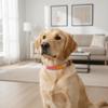 JACK AND VANILLA Ibiza Dog Collar, Pink, 30 mm x 55 cm view 4