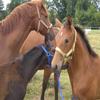 Black Lycra SkinFit Fly Mask with Ear Protection for Horses view 4