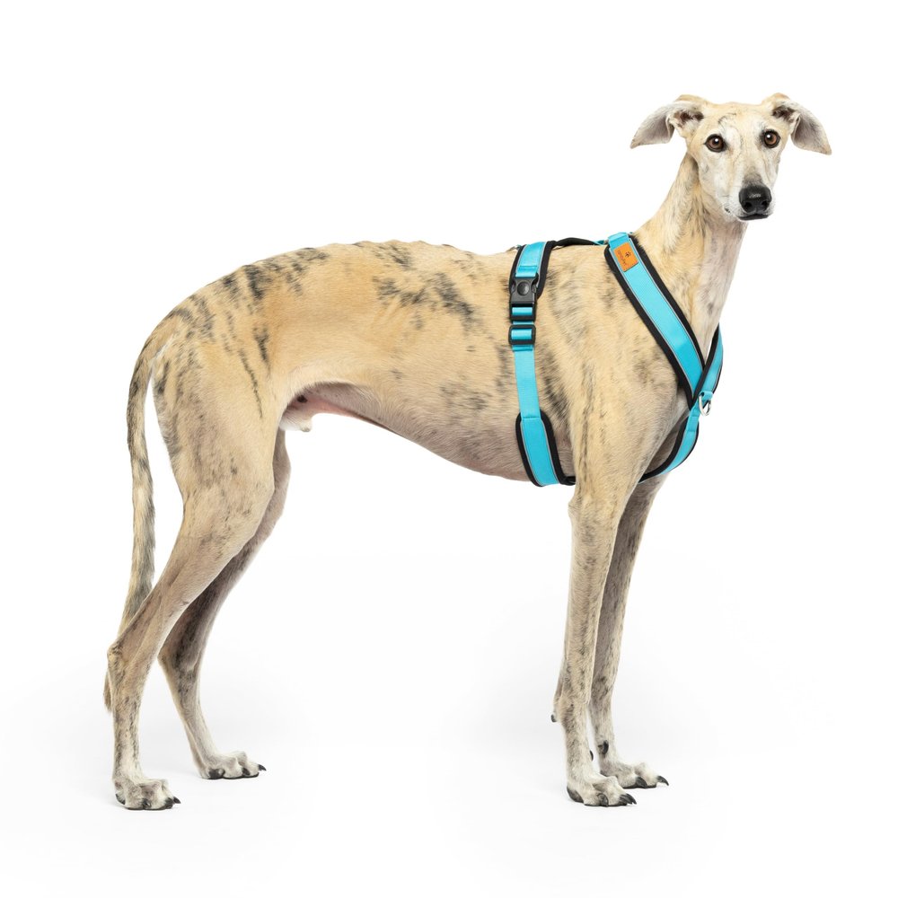 Reflective Y-Shaped No-Pull Dog Harness for Sighthounds, Sky Blue, XS