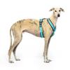 Reflective Y-Shaped No-Pull Dog Harness for Sighthounds, Sky Blue, XS view 1