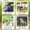 Reflective Y-Shaped No-Pull Dog Harness for Sighthounds, Sky Blue, XS view 2