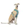 Reflective Y-Shaped No-Pull Dog Harness for Sighthounds, Sky Blue, XS view 4