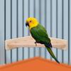 Qcwwy Bird Toy, Wooden Platform Perch, Fan-Shaped Corner Ladder view 1