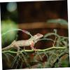 Supvox Leash for Lizards and Small Pets view 3