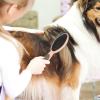 2-in-1 Dog Brush with Pins and Bristles view 2