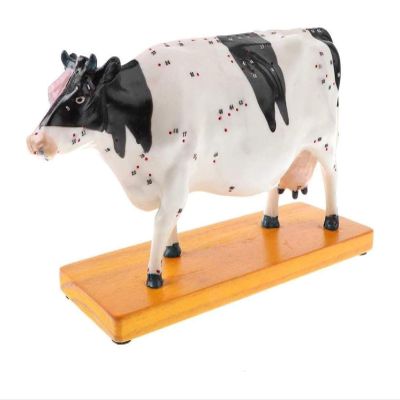 XCSCUK Cow Acupuncture Anatomy Model