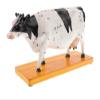 XCSCUK Cow Acupuncture Anatomy Model view 1