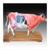 XCSCUK Cow Acupuncture Anatomy Model view 2