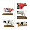 XCSCUK Cow Acupuncture Anatomy Model view 3