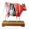 XCSCUK Cow Acupuncture Anatomy Model view 4
