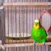 Hamster Swing | Hammock Swing with Wooden Ladder view 2