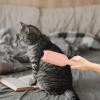 Pet Hair Remover for Couch view 2
