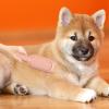 Pet Hair Remover for Couch view 3