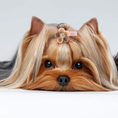 TIKATARER Dog Hair Clips, 10 Pack