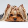 TIKATARER Dog Hair Clips, 10 Pack view 1