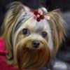 TIKATARER Dog Hair Clips, 10 Pack view 3