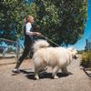 RUFFWEAR Knot-a-Long Short Dog Leash view 3