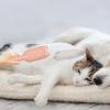Pet Hair Remover for Couch view 2