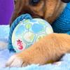 Generic Disc Ball for Large Dogs view 3