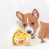 Jolly Ball for Dogs view 2