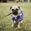 BCOATH 2-Pack Summer Hawaiian Pet Shirt for Small Dogs view 4