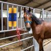 YIJIEHH Livestock Massage Scratching Brush for Horses, Cows, Sheep and Pigs, Yellow view 2