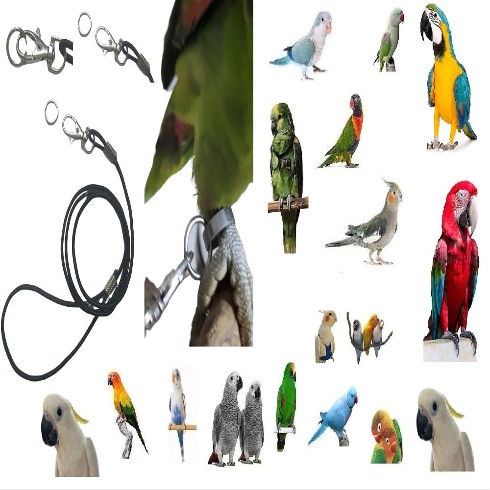 Black Elastic Parrot Leash, 3 mm x 1 m, with Snap Hook and Ring