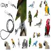 Black Elastic Parrot Leash, 3 mm x 1 m, with Snap Hook and Ring view 1