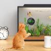 Temperature Sensor for Aquariums, High-Precision LED Thermometer for Terrariums and Tropical Aquariums view 2