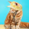 Pet Sun Hat for Dogs and Cats view 2