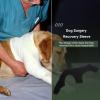 Hip Bandage for Dogs, Back and Leg Sleeve view 3