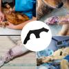 Hip Bandage for Dogs, Back and Leg Sleeve view 4