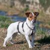 Ferplast Brave Escape-Resistant Dog Harness for Small Dogs, 6-Point Adjustable, Panic Stop, Size S, Black view 2