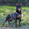Ferplast Brave Escape-Resistant Dog Harness for Small Dogs, 6-Point Adjustable, Panic Stop, Size S, Black view 3