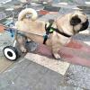 Jievmrs Dog Wheelchair for Small, Medium, and Large Dogs, Adjustable Dog Mobility Cart for Weak or Injured Hind Legs (L) view 1